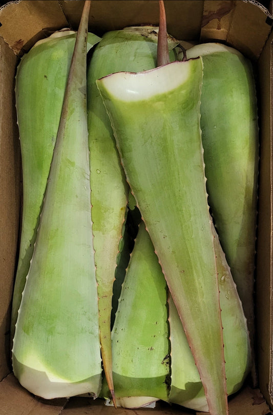 Penca de Aloe