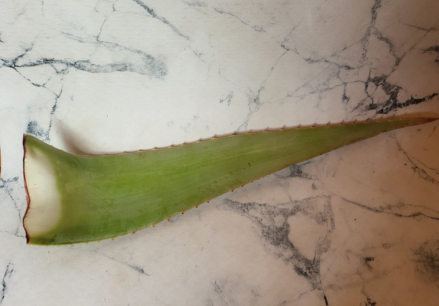 Penca de Aloe