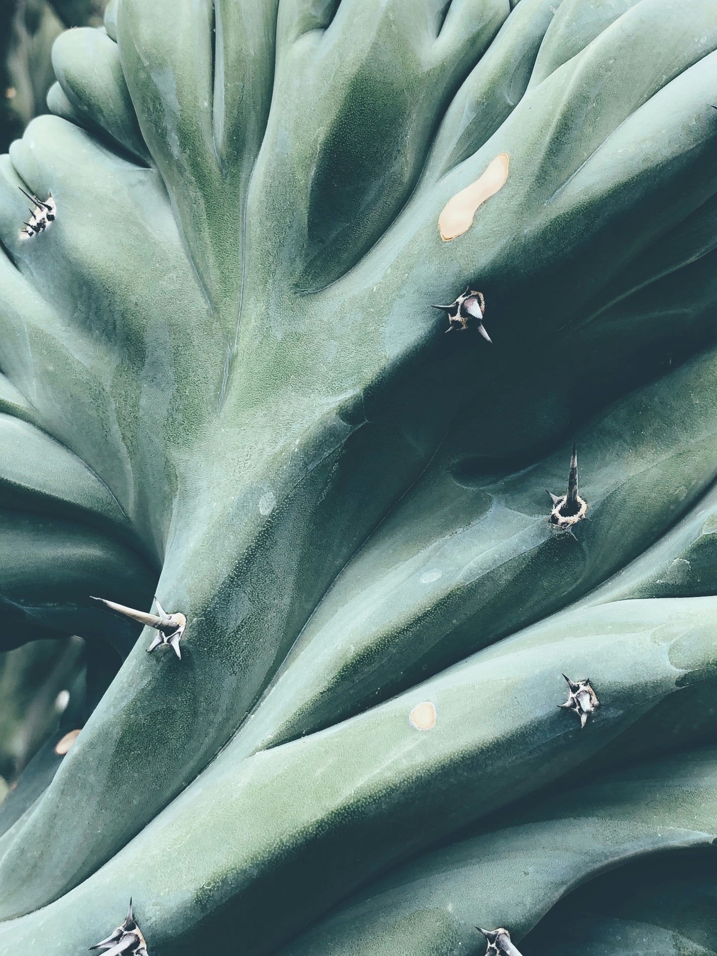 Gel de aloe vera