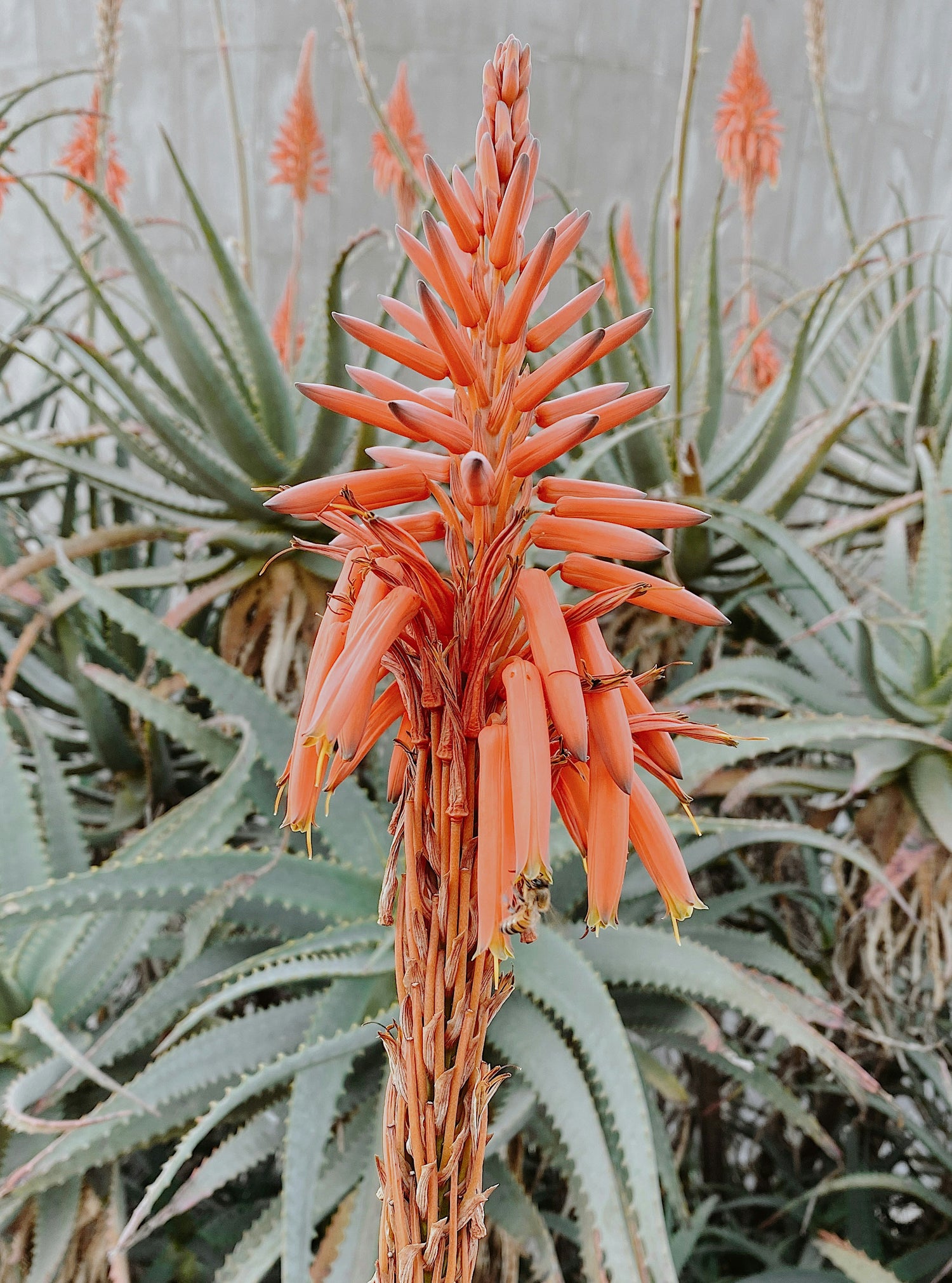 Aloe vera en flor