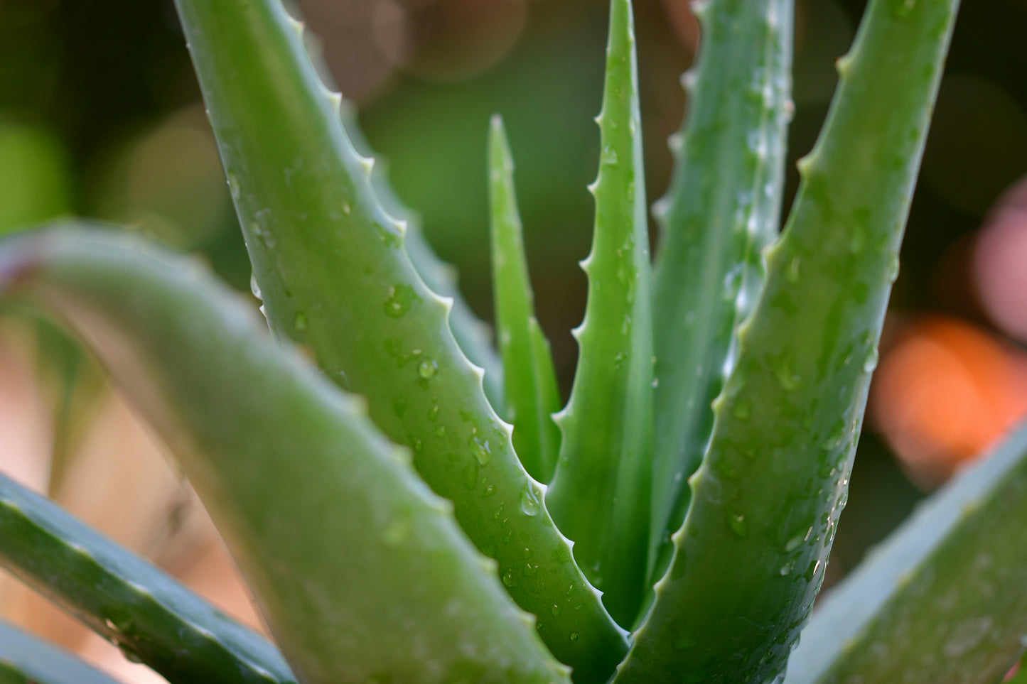 Gel de aloe vera