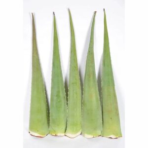 Aloe vera natural Pencas