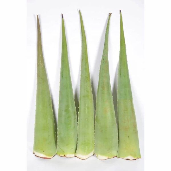 Aloe vera natural Pencas