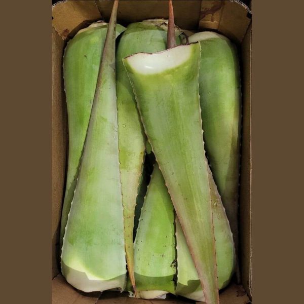 Aloe vera natural Pencas - Imagen 3