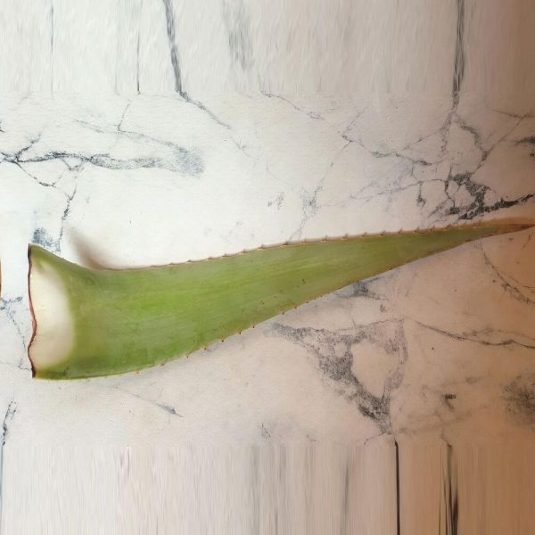 Aloe vera natural Pencas - Imagen 2
