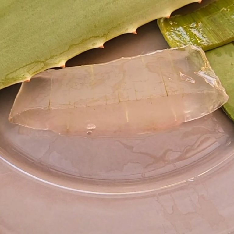 Aloe vera fresco en ayuno